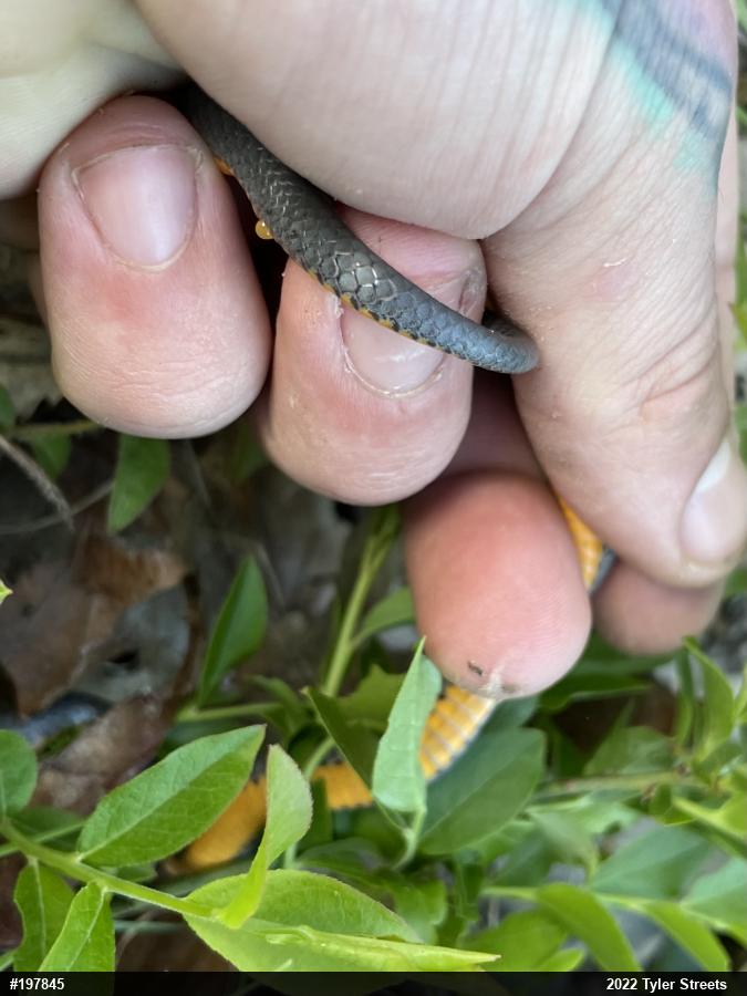 Northern Ring-necked Snake