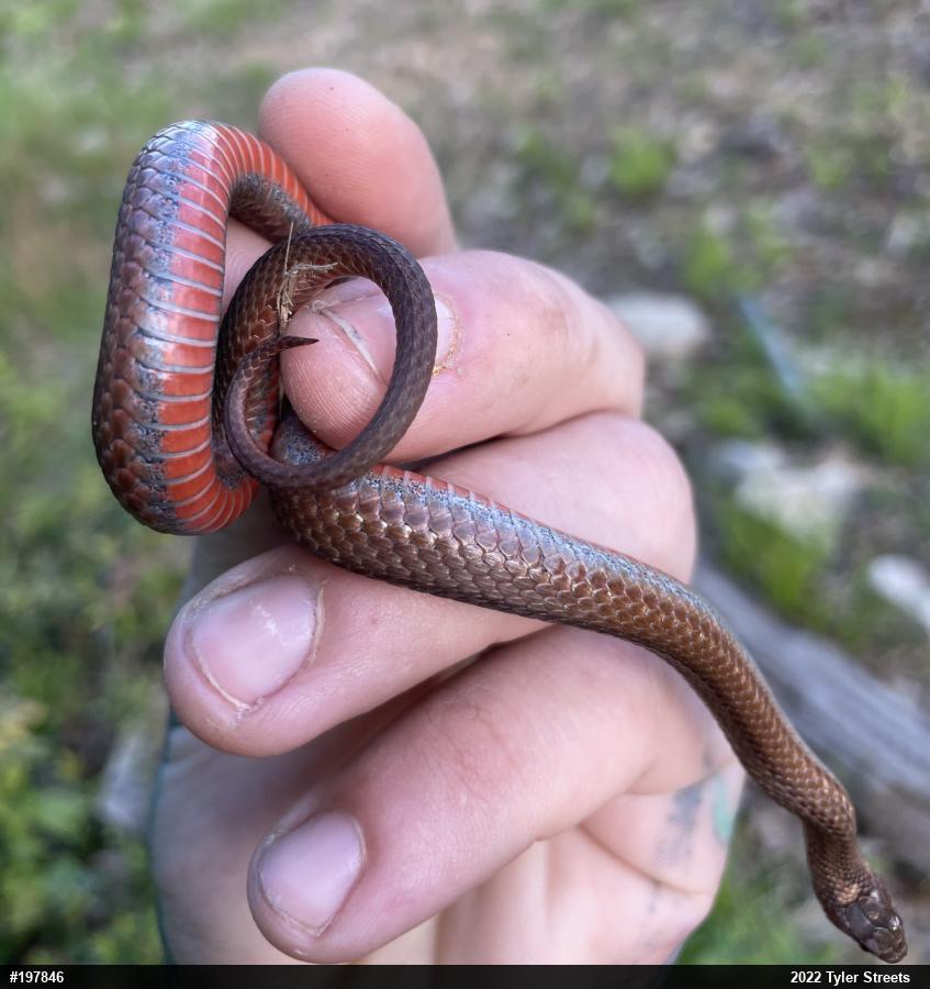 Red-bellied Snake