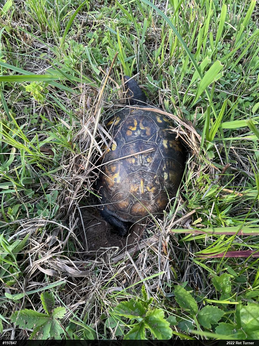 Eastern Box Turtle