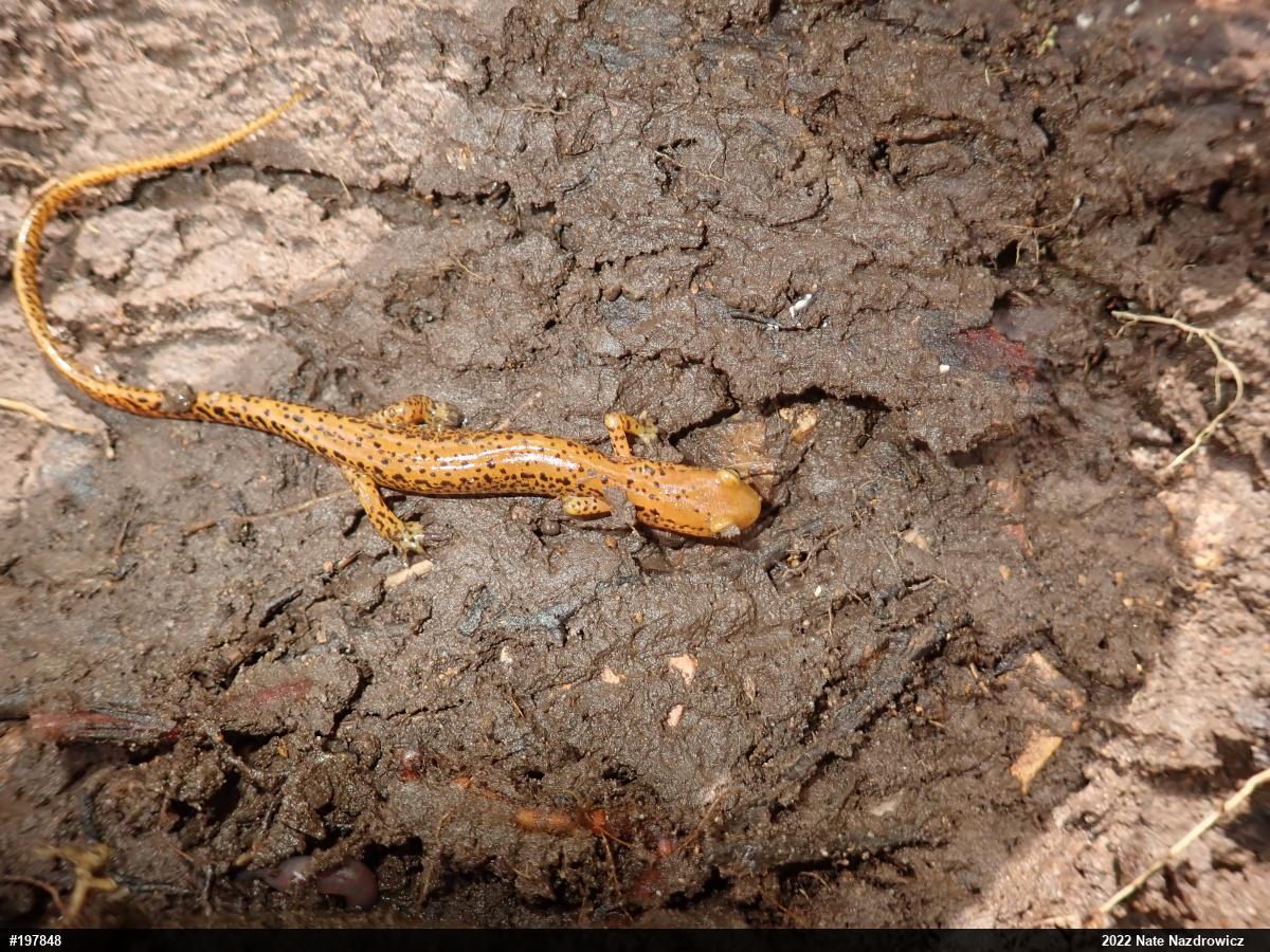 Eastern Long-tailed Salamander