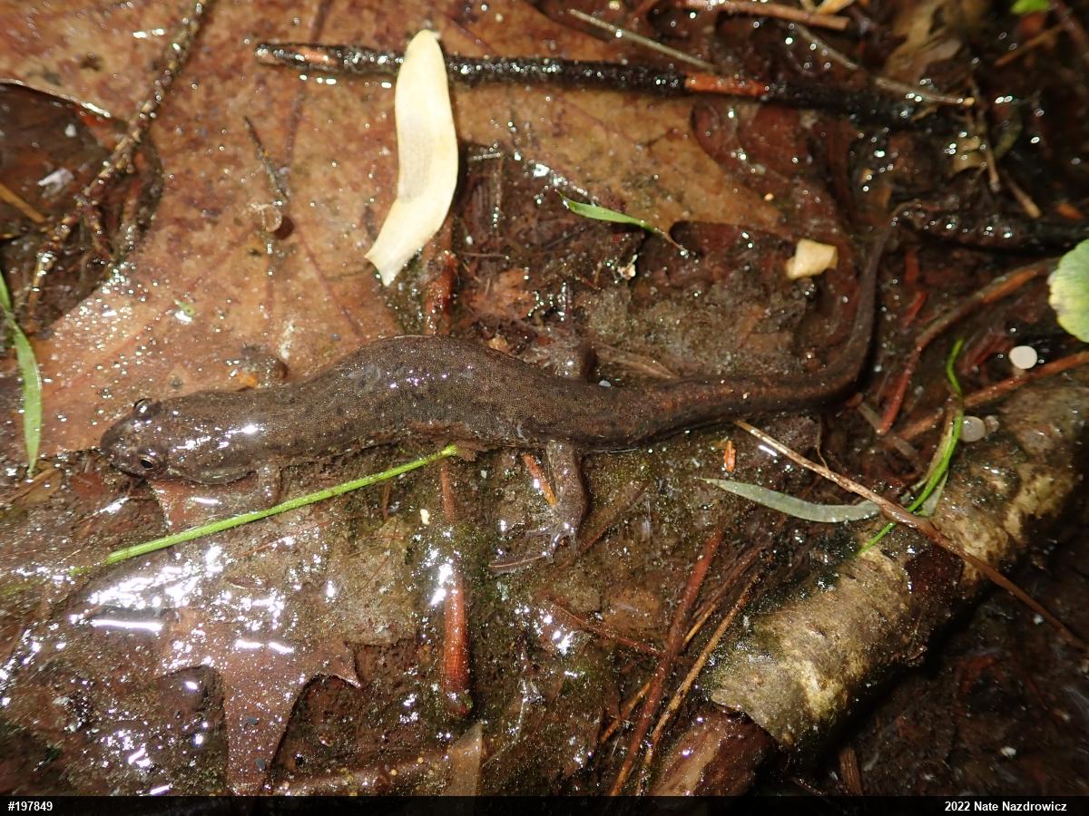 Northern Dusky Salamander