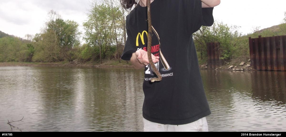 Northern Watersnake
