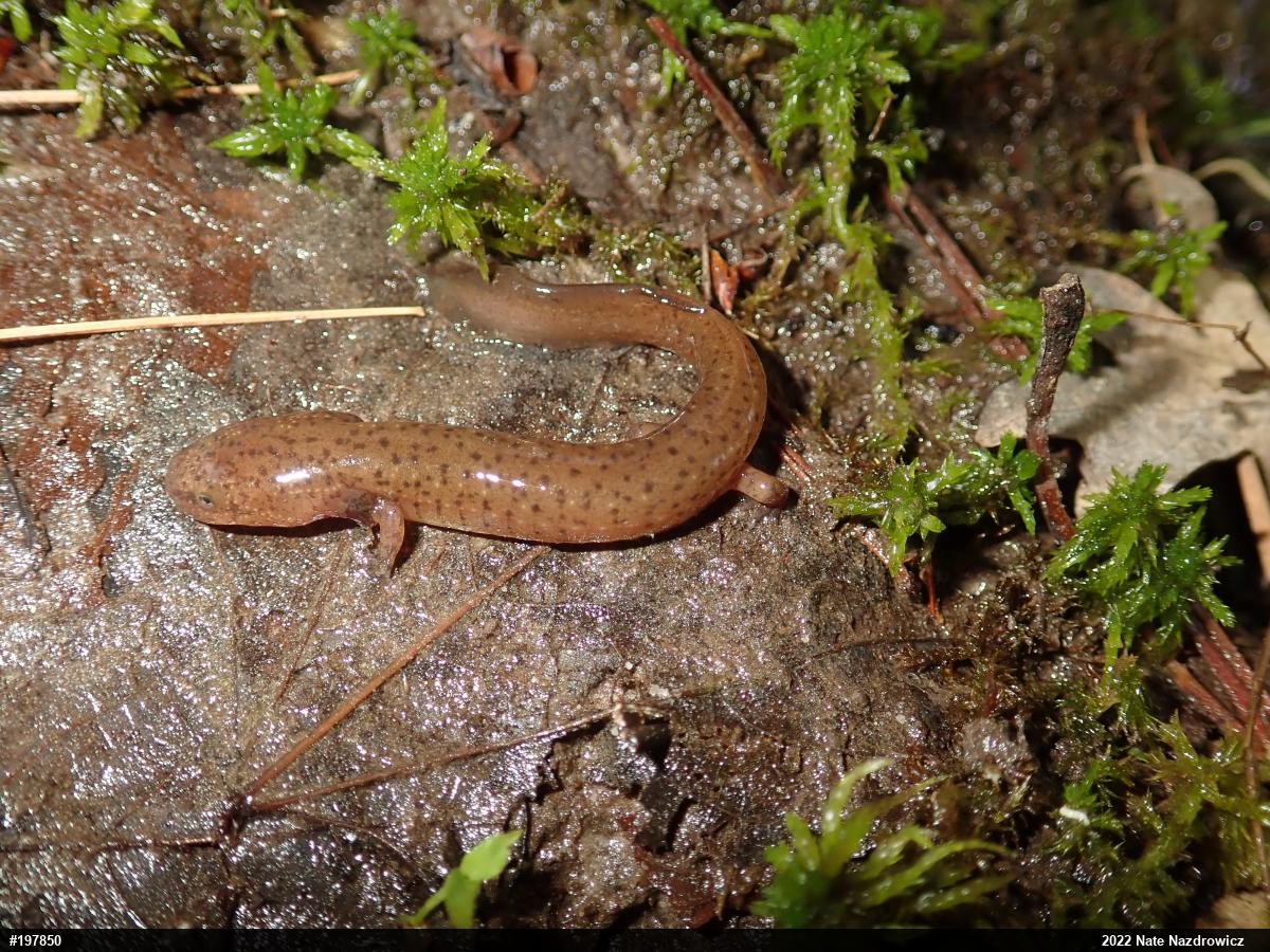 Northern Red Salamander