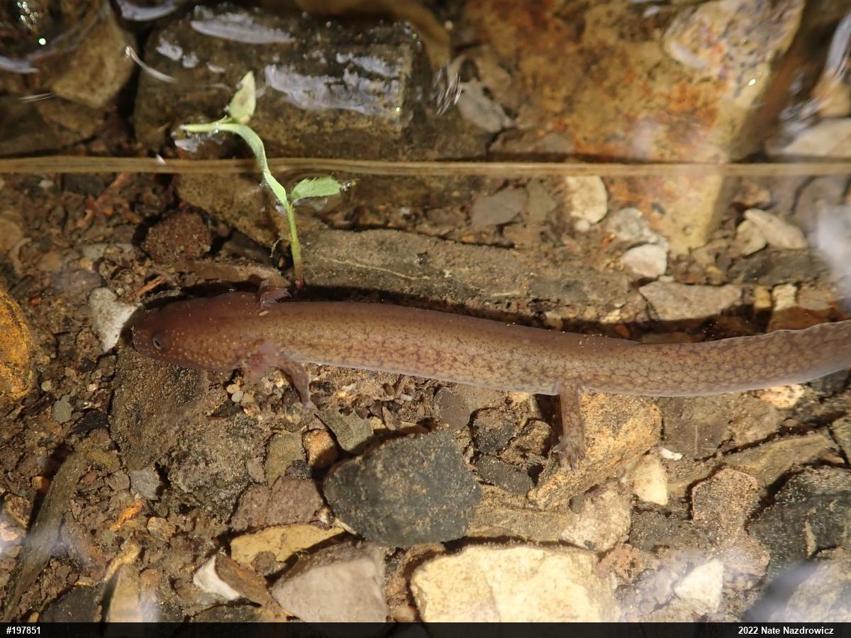 Northern Spring Salamander