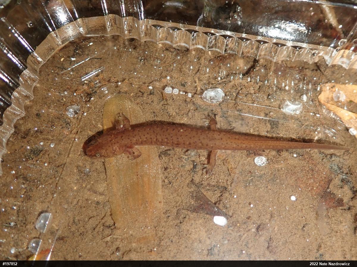 Northern Red Salamander