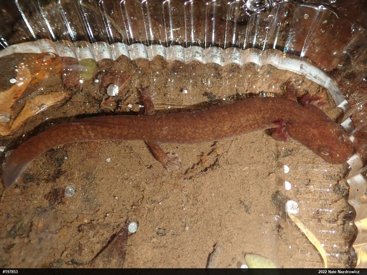 Northern Spring Salamander