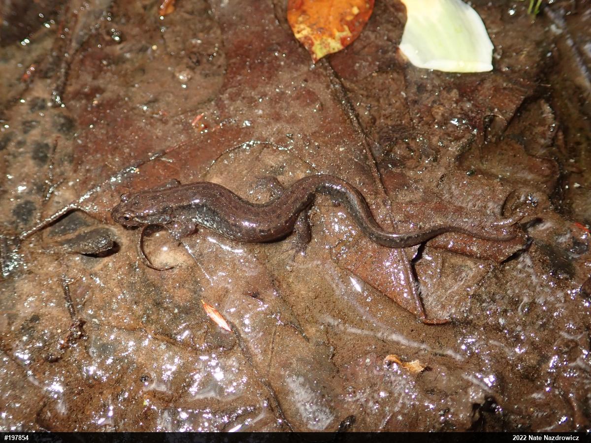 Northern Dusky Salamander