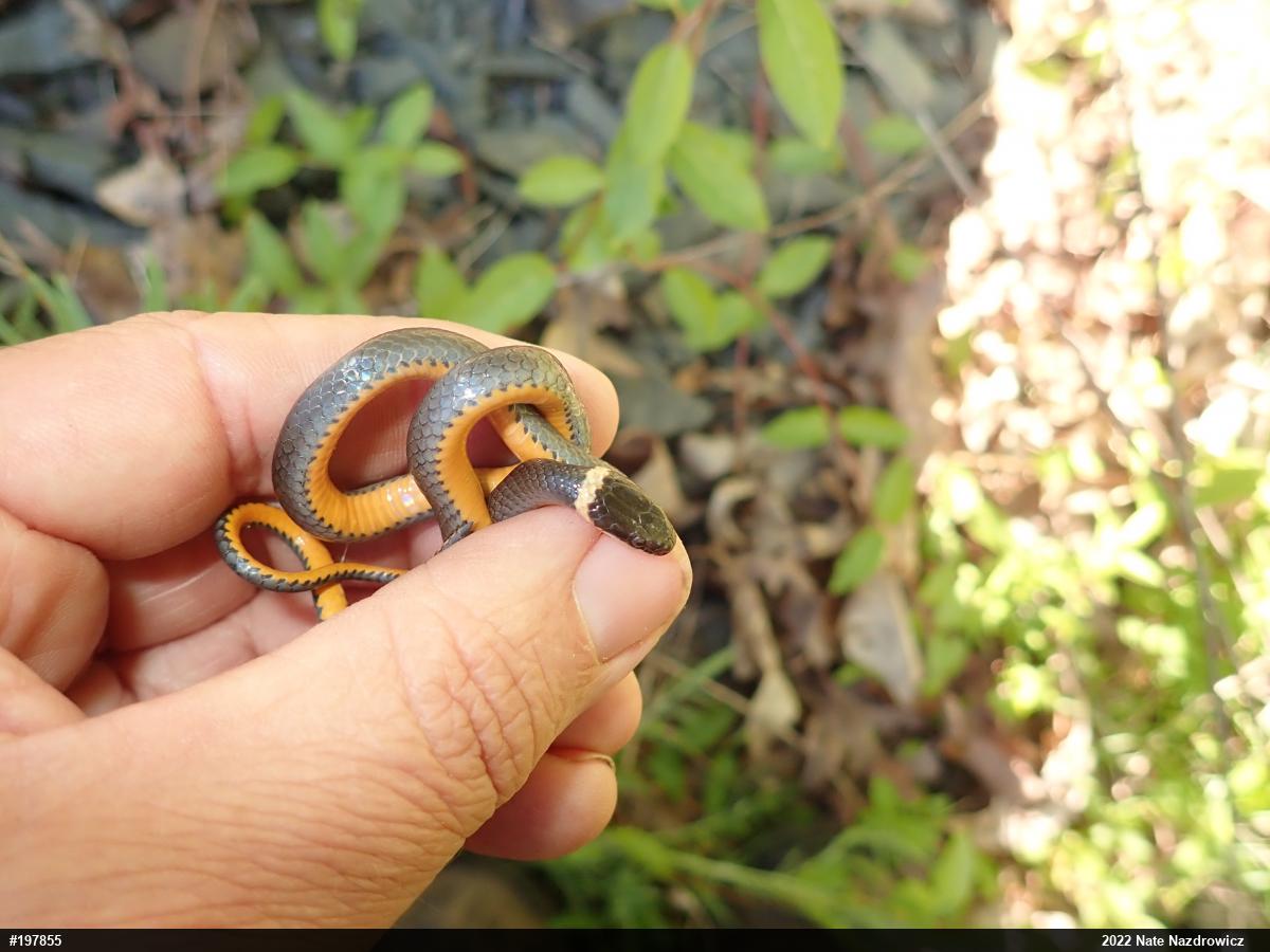 Northern Ring-necked Snake