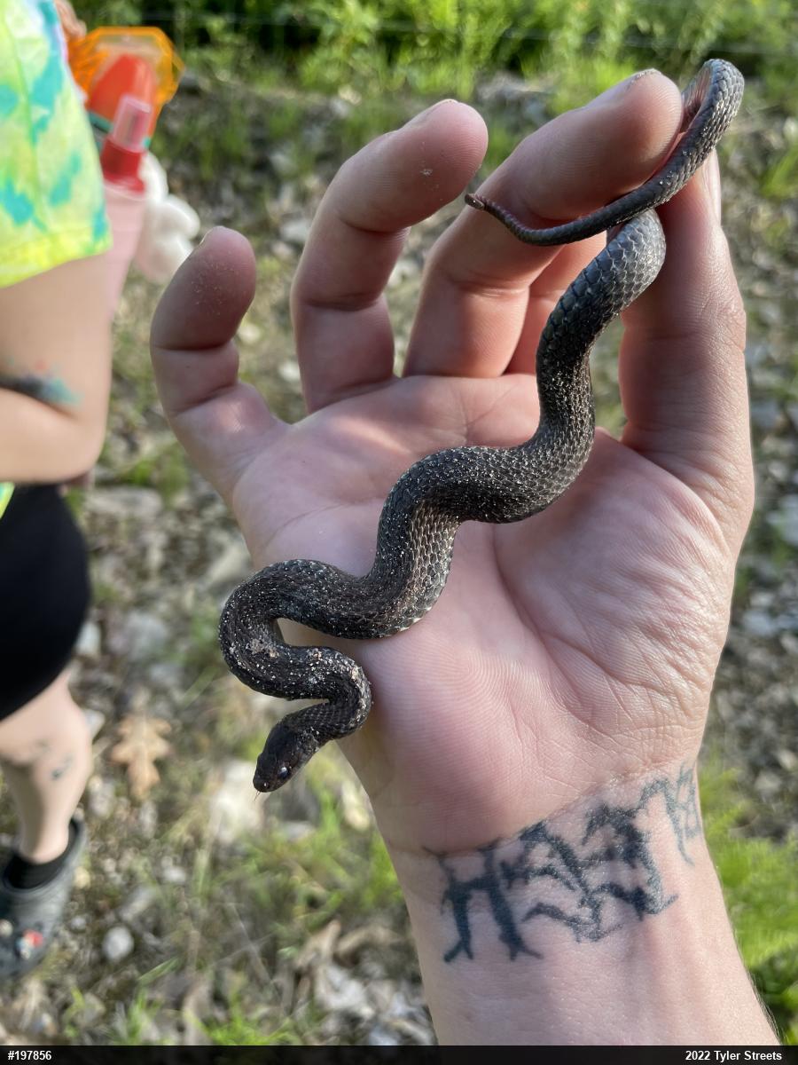 Red-bellied Snake