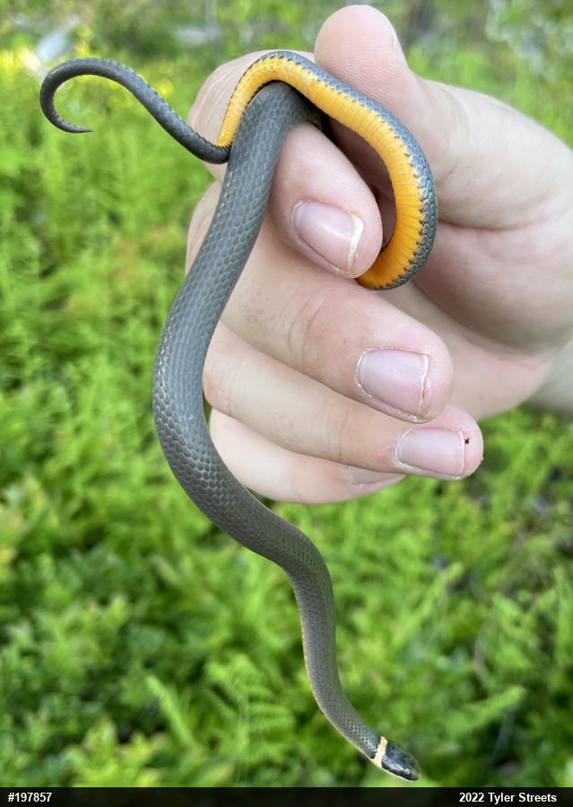 Northern Ring-necked Snake