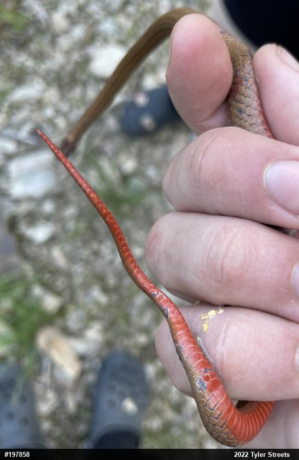 Red-bellied Snake