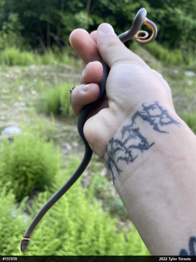 Northern Ring-necked Snake