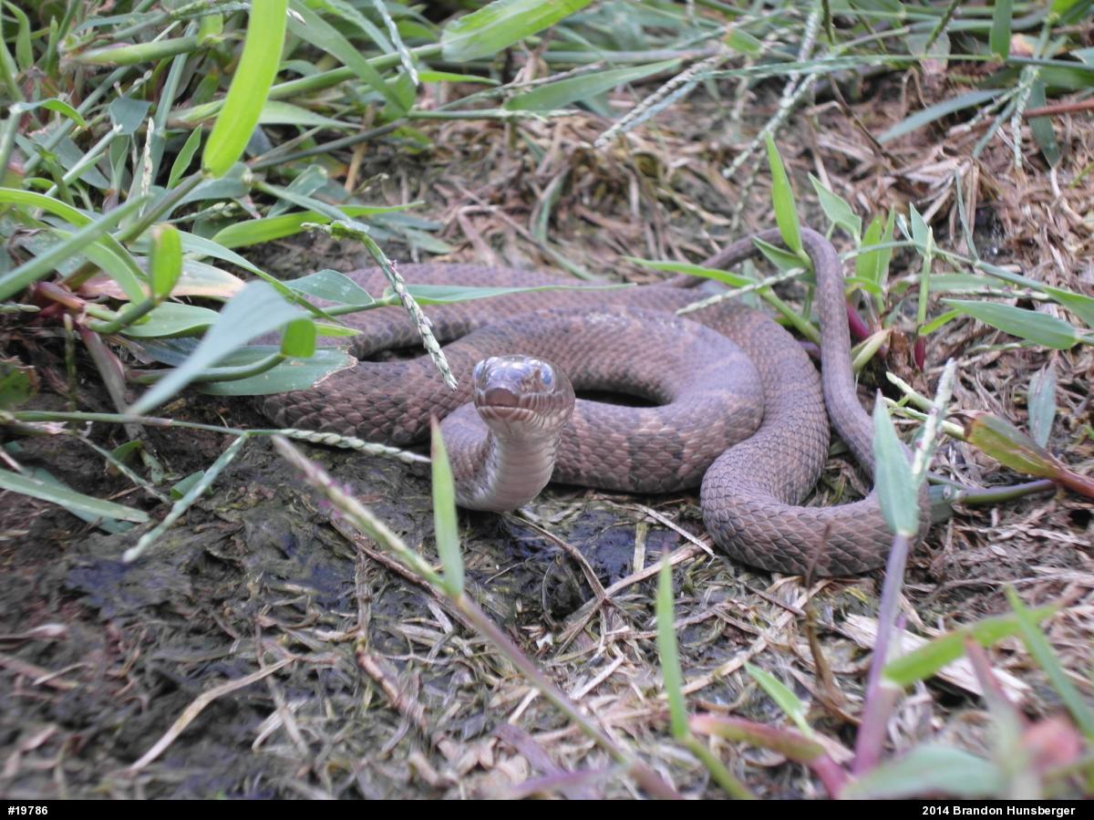 Northern Watersnake