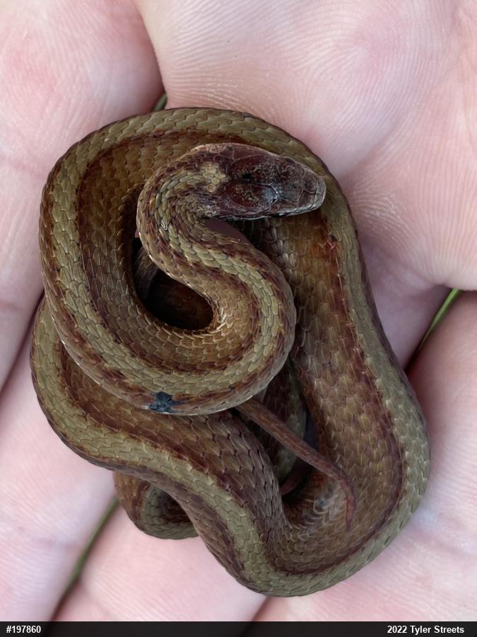 Red-bellied Snake