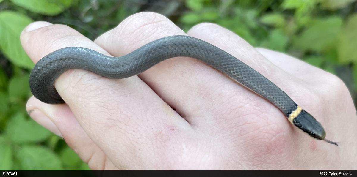 Northern Ring-necked Snake