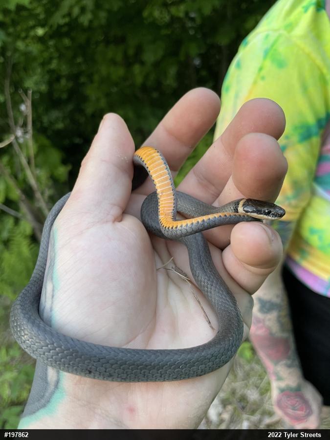 Northern Ring-necked Snake