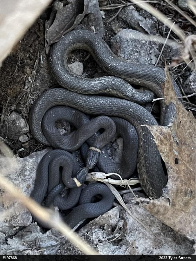 Northern Ring-necked Snake