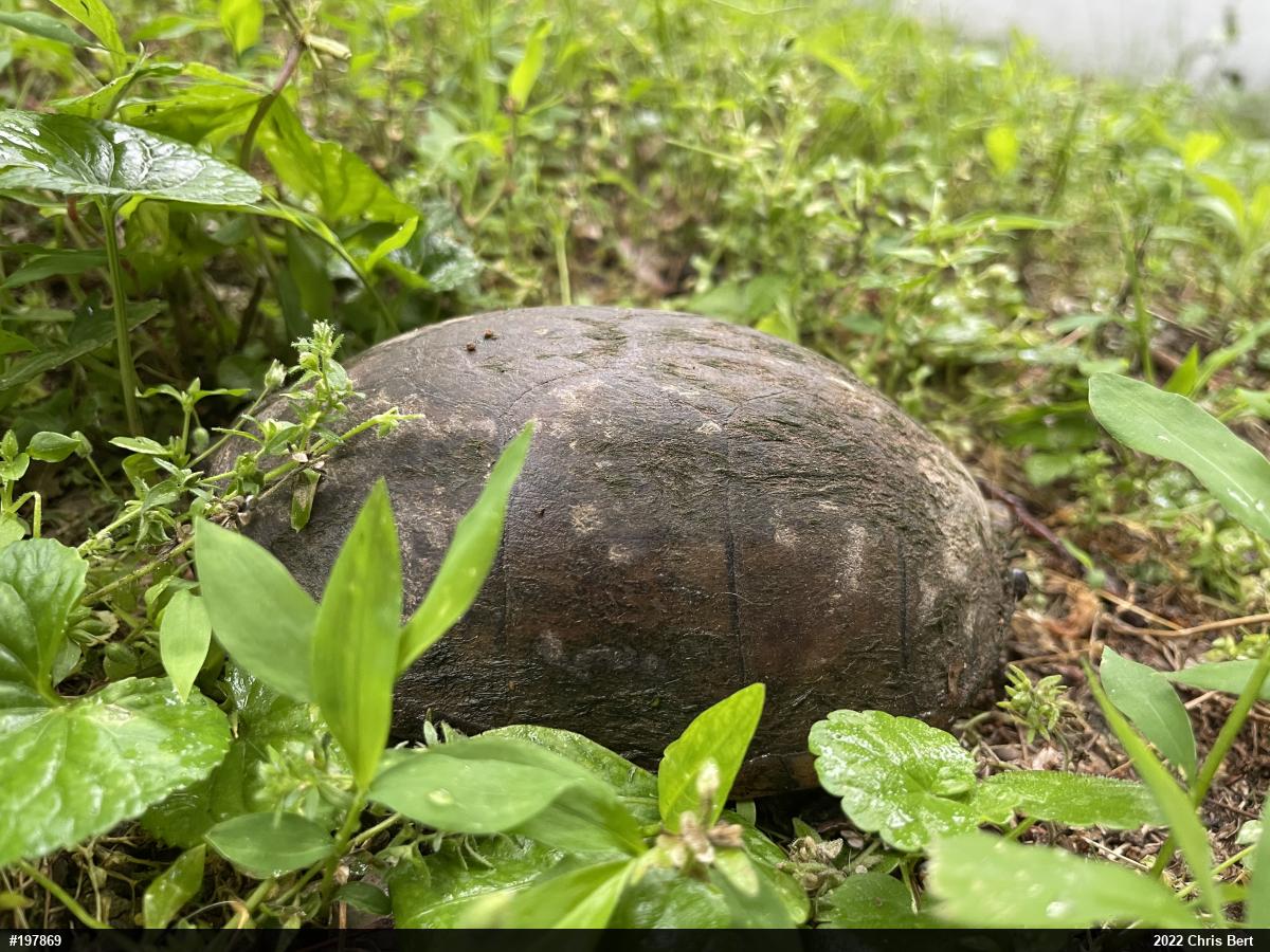 Eastern Musk Turtle