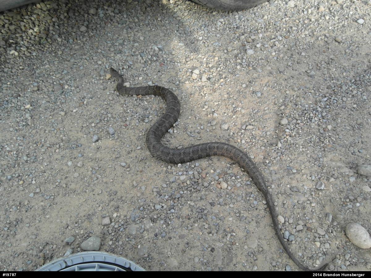 Northern Watersnake