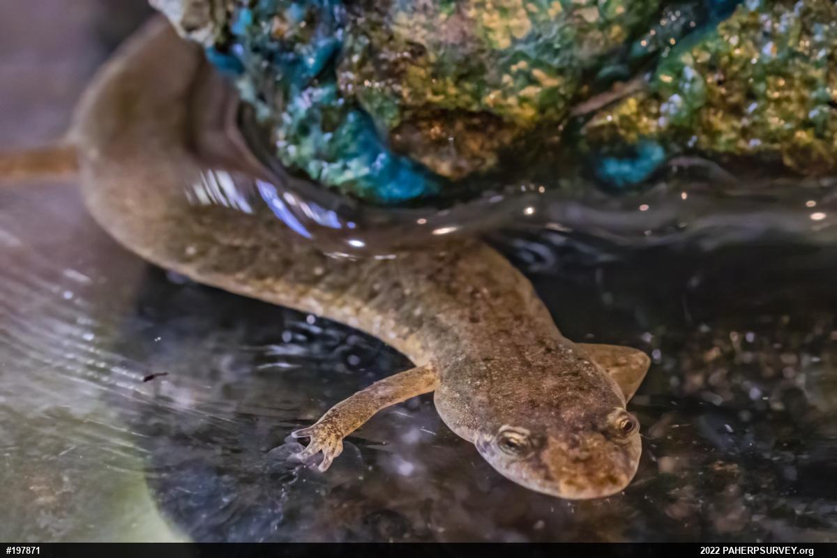 Northern Dusky Salamander