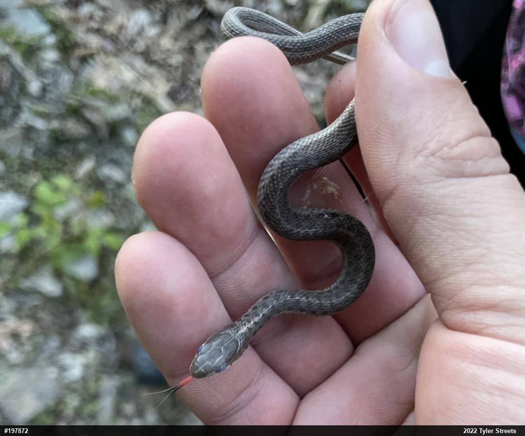Eastern Gartersnake