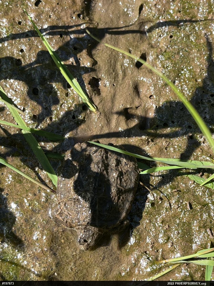 Snapping Turtle