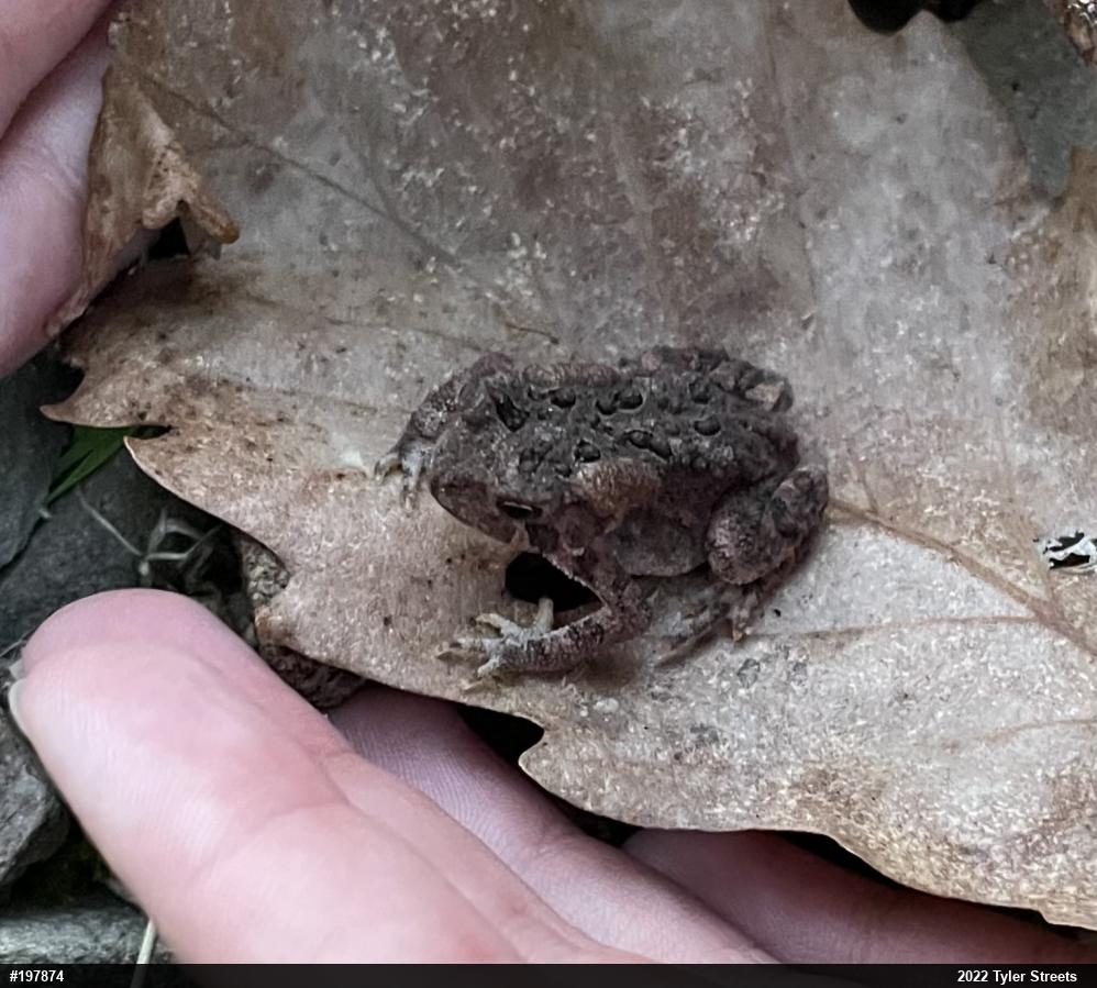 Eastern American Toad