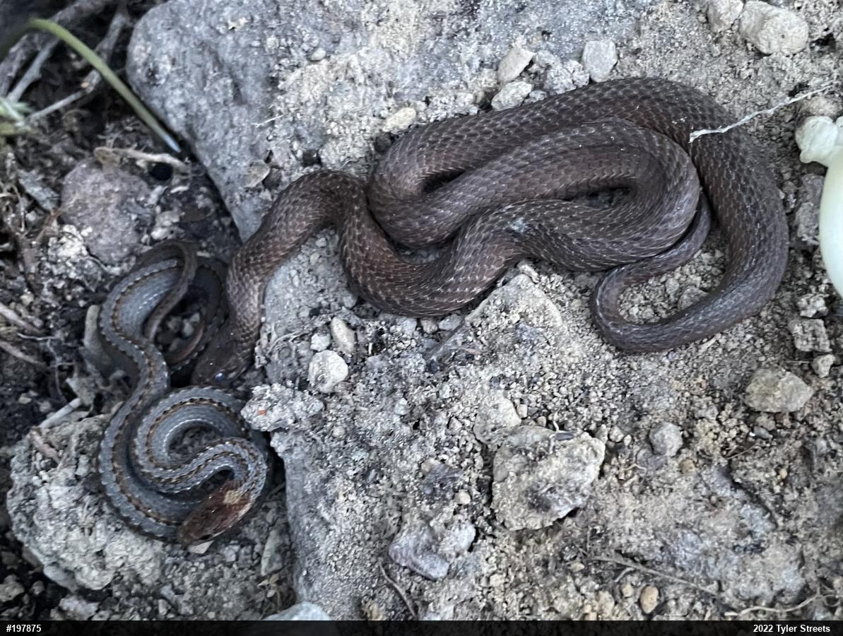 Red-bellied Snake