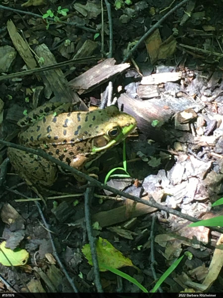 Green Frog