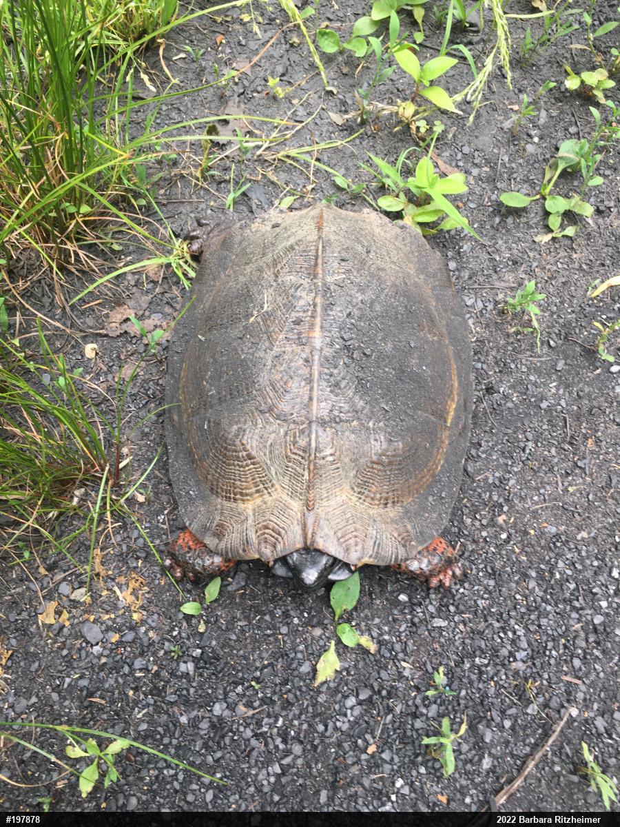 Wood Turtle