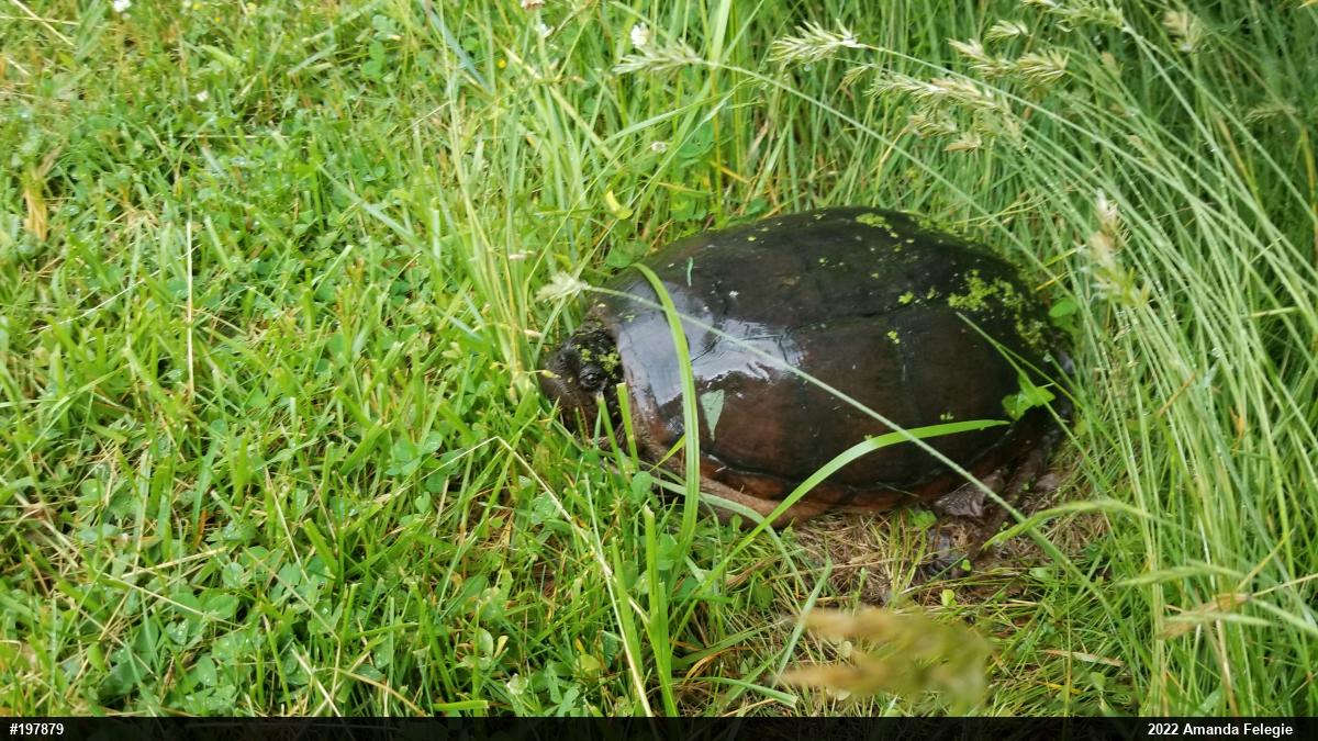 Snapping Turtle