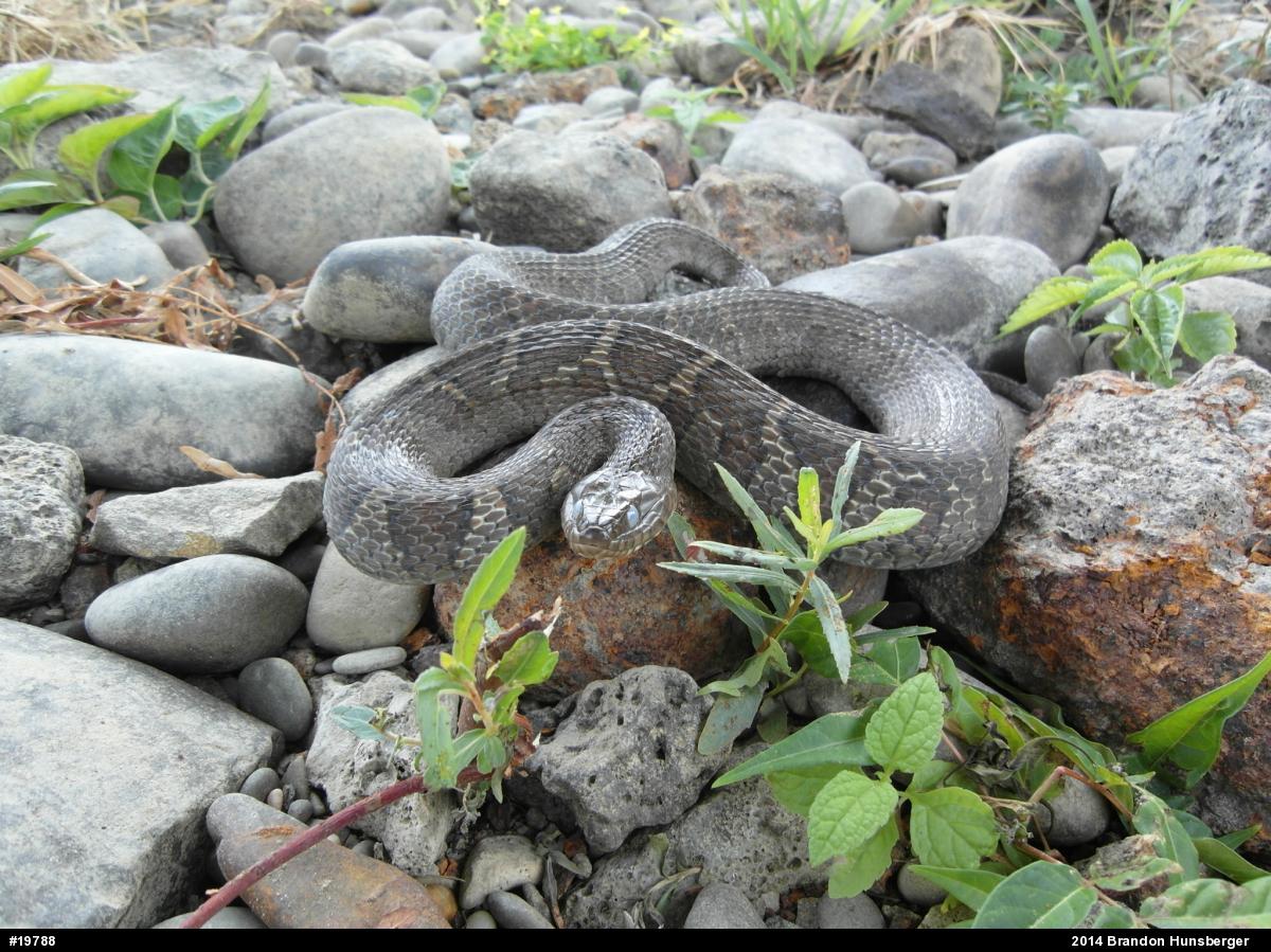 Northern Watersnake