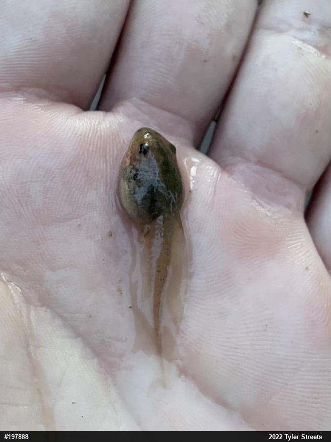Wood Frog