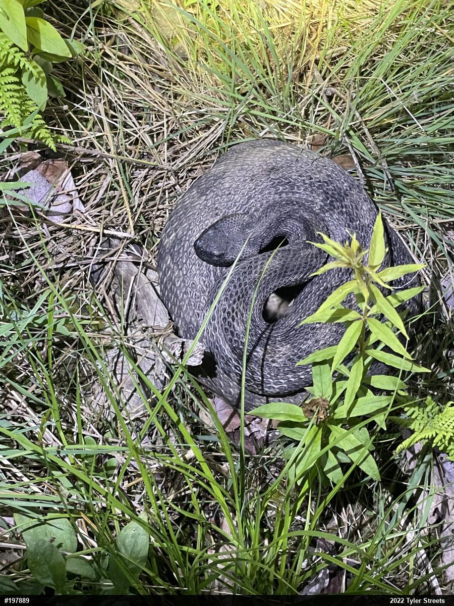 Timber Rattlesnake