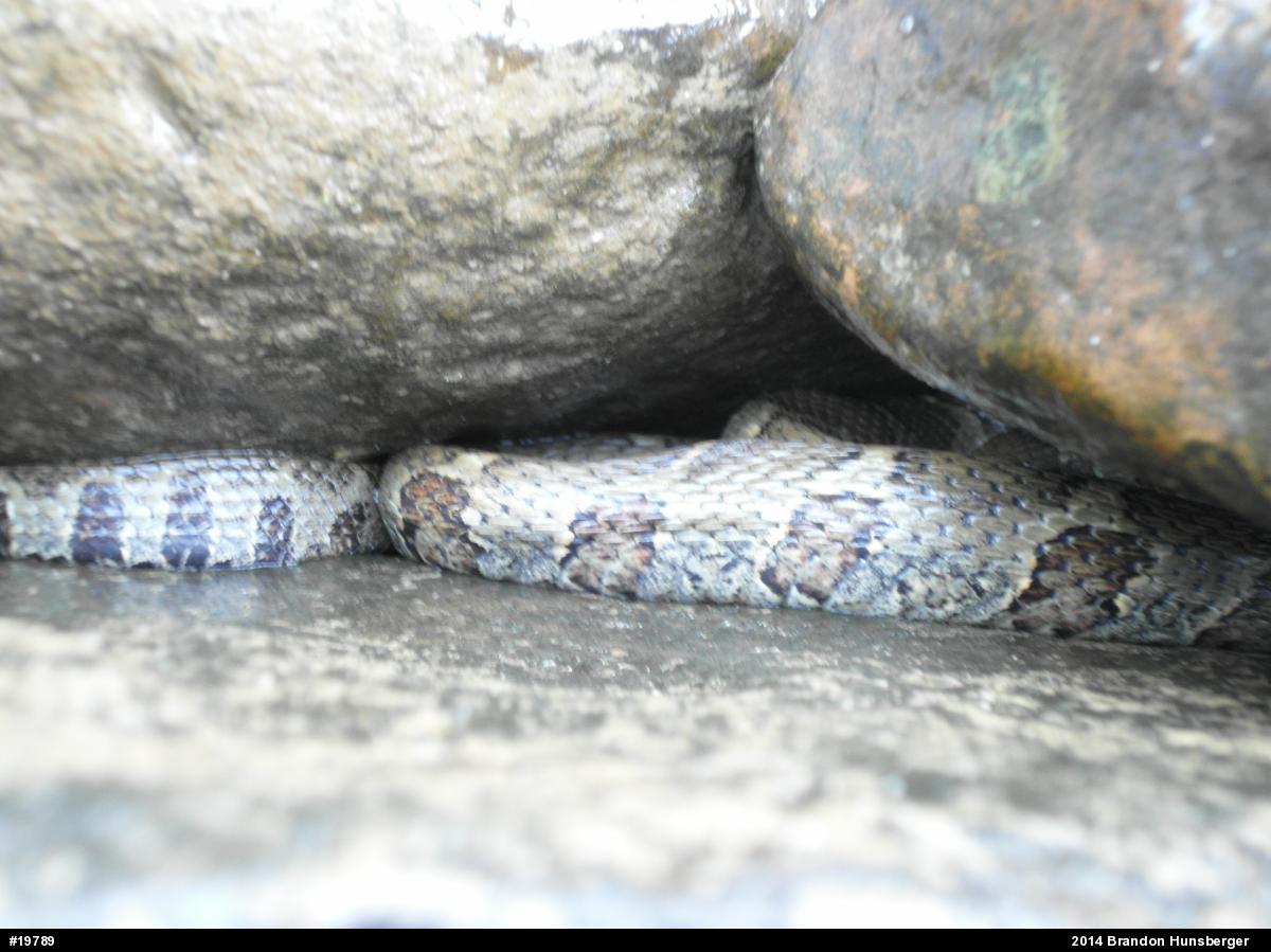 Northern Watersnake