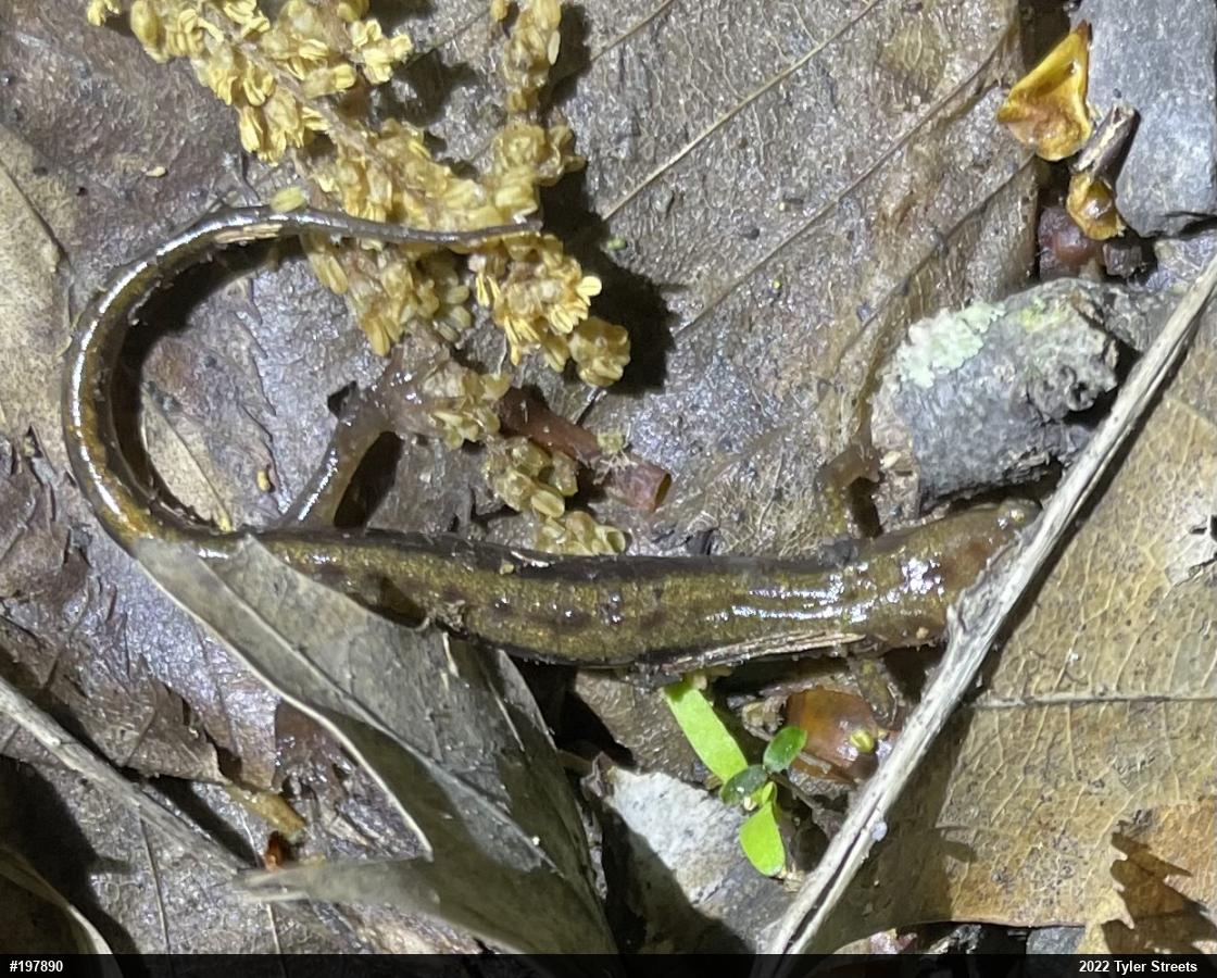 Allegheny Mountain Dusky Salamander