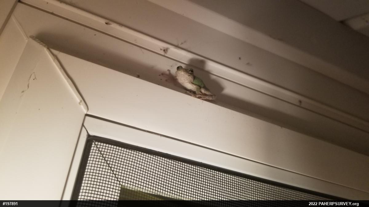 Unknown Gray Treefrog