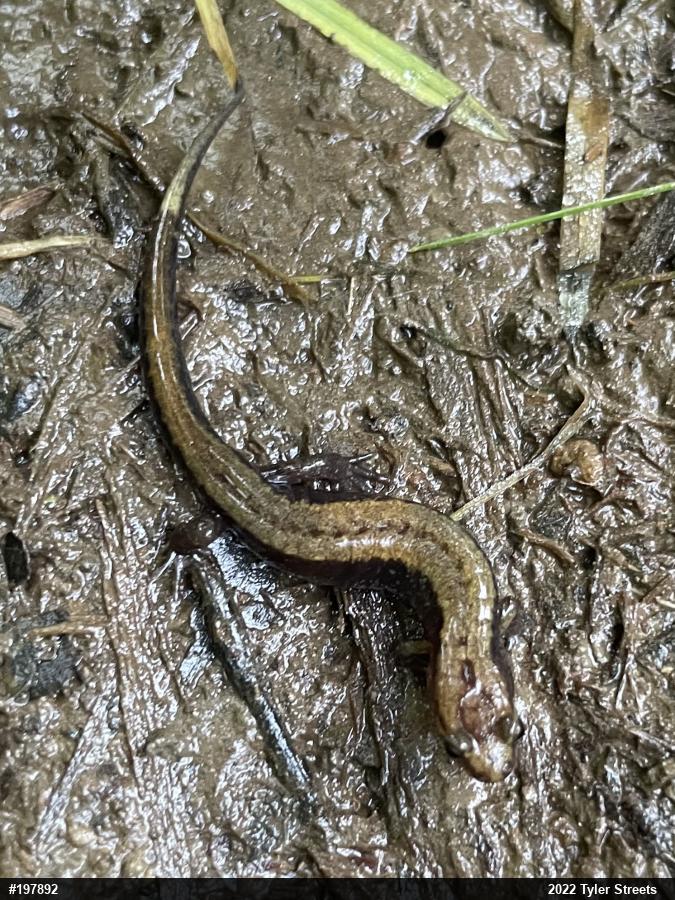 Allegheny Mountain Dusky Salamander