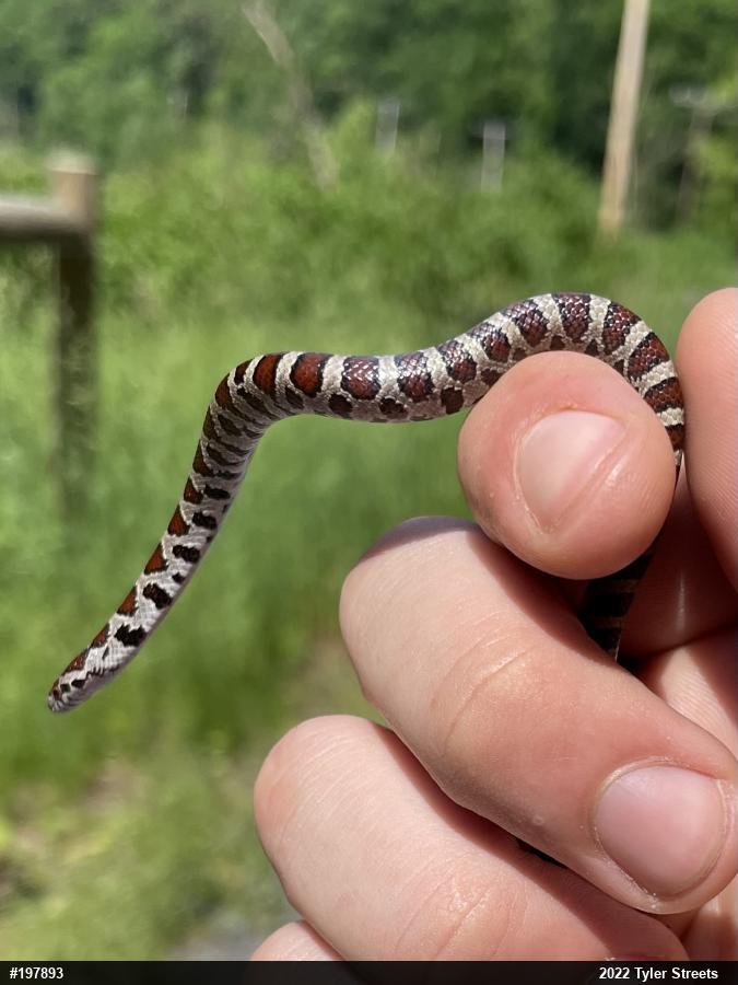 Eastern Milksnake