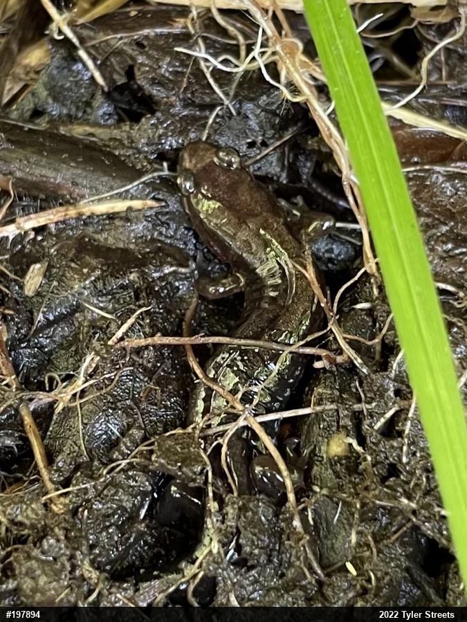 Dusky Salamanders