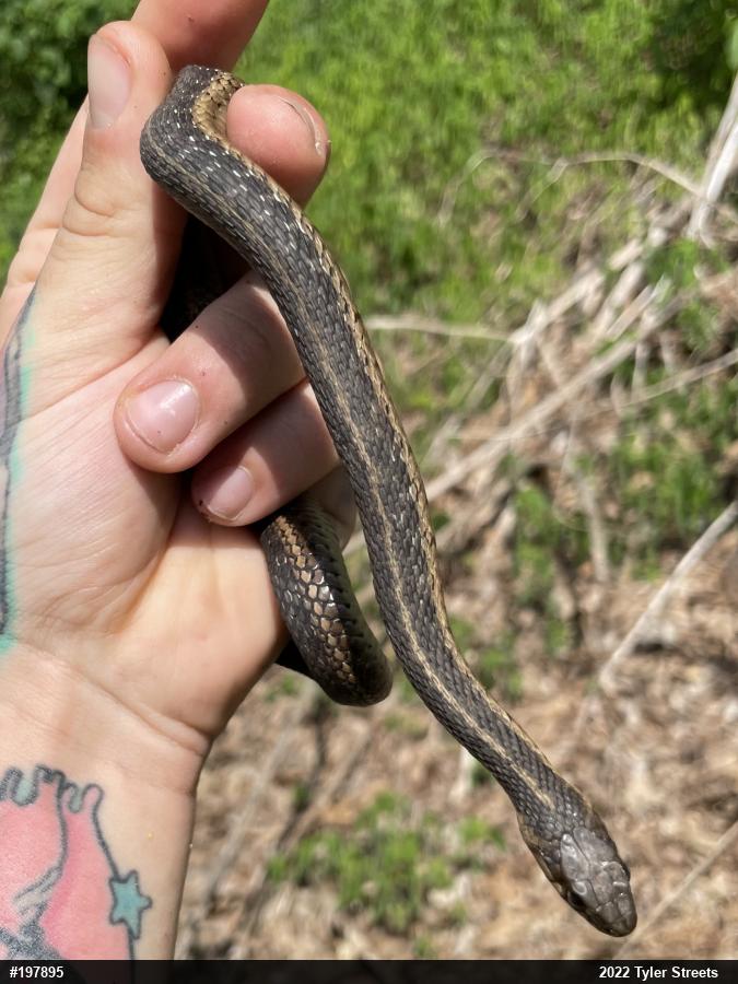 Eastern Gartersnake