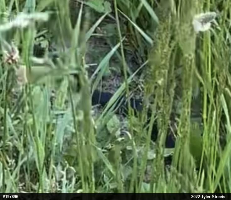 Eastern Ratsnake