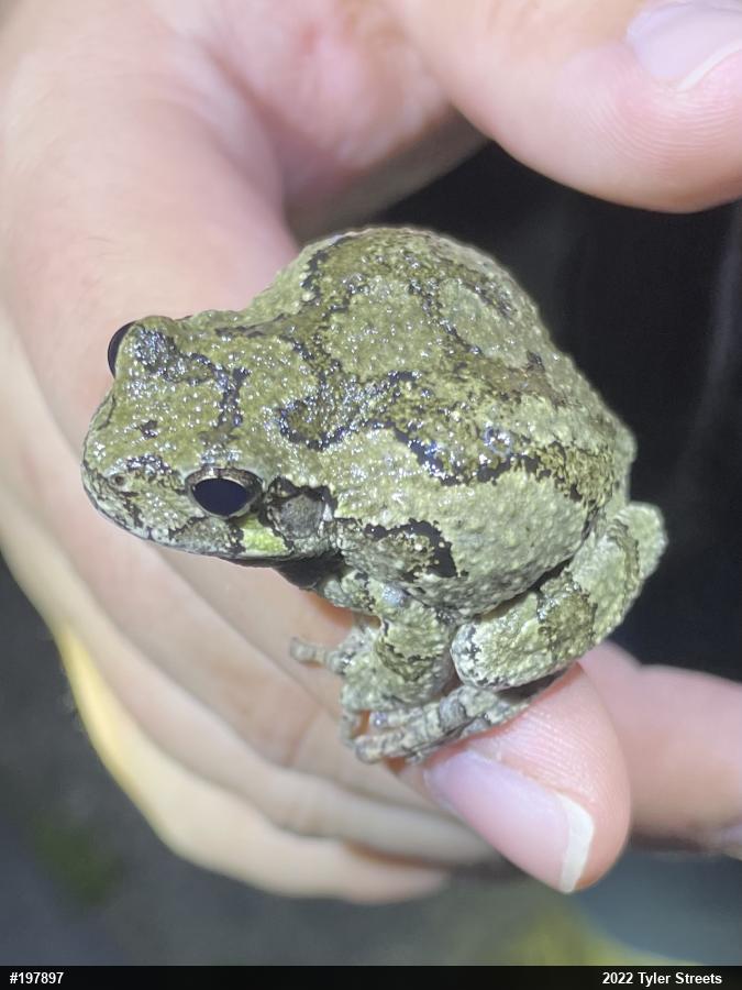 Gray Treefrog