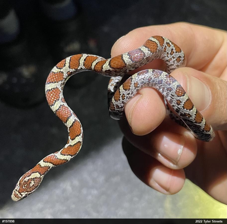 Eastern Milksnake