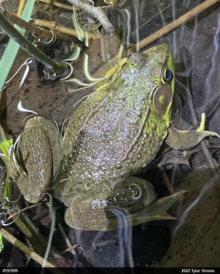 Green Frog