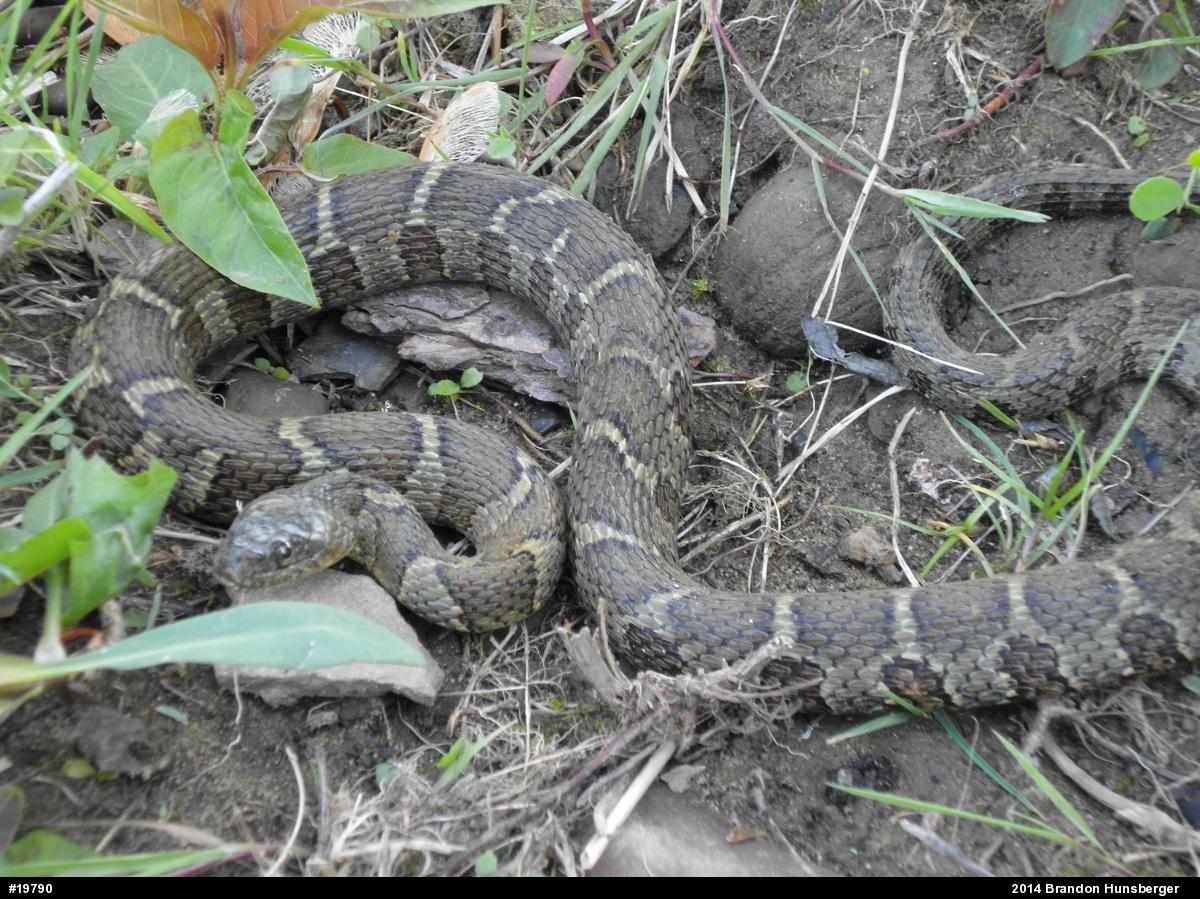 Northern Watersnake