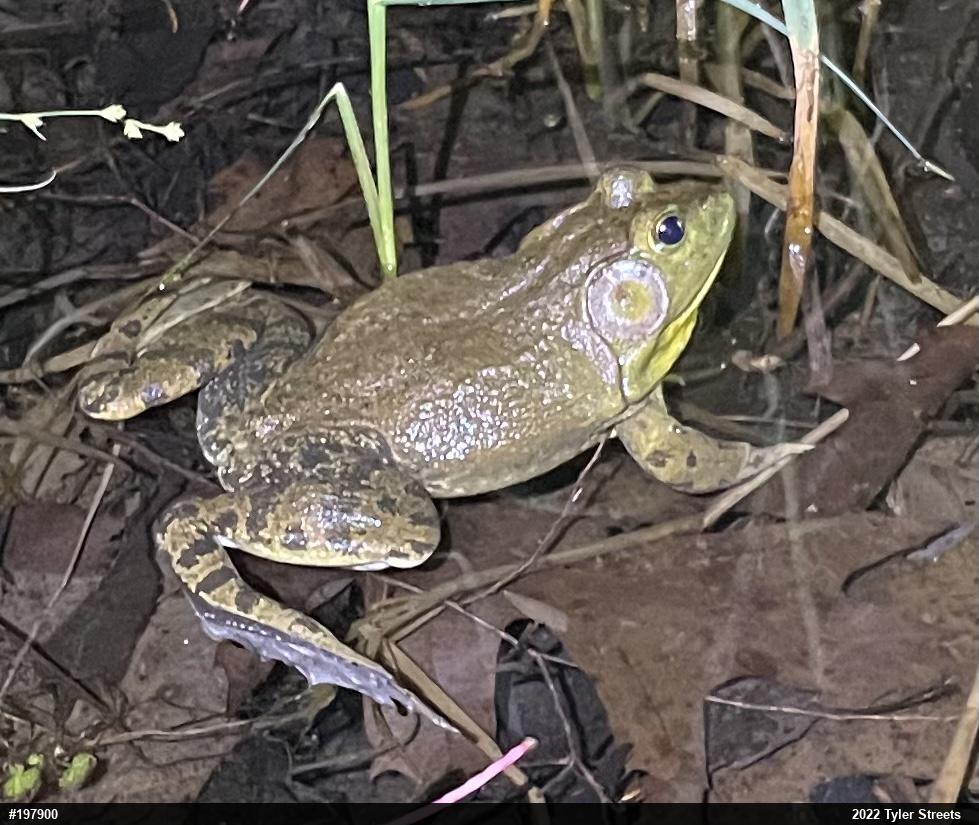 American Bullfrog