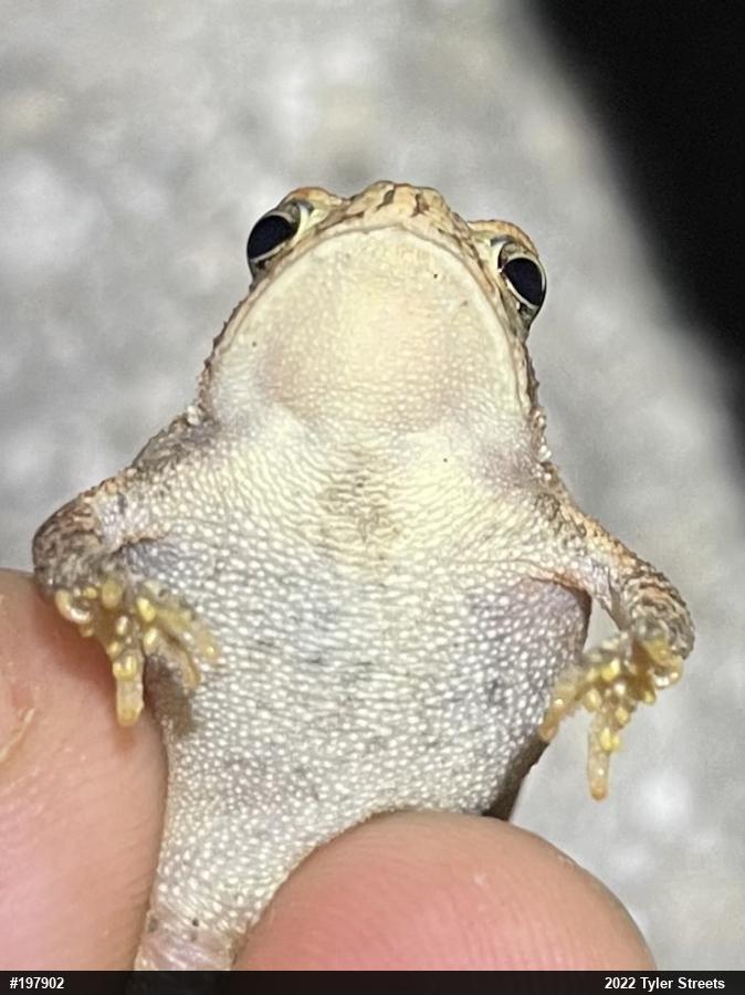 Eastern American Toad