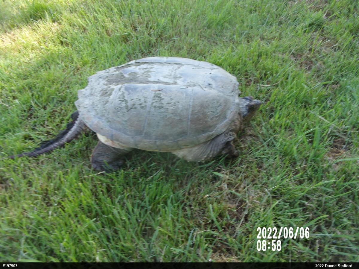 Snapping Turtle