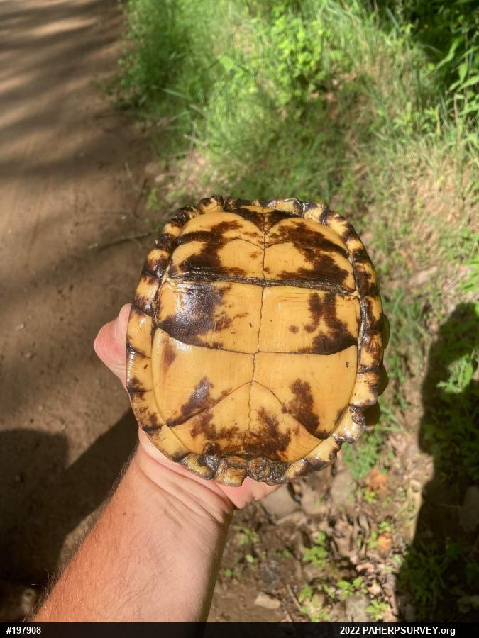 Eastern Box Turtle